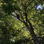 Kletternde Baumpflege