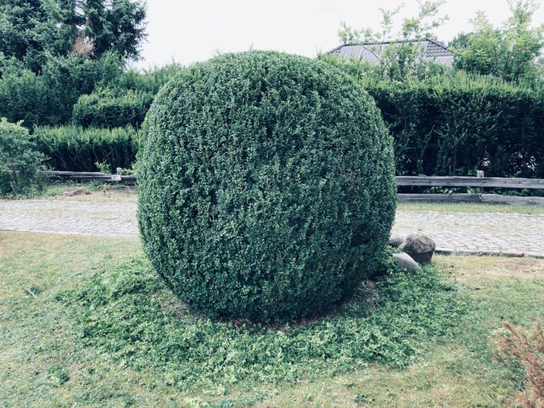 Buchsbaum Kugel