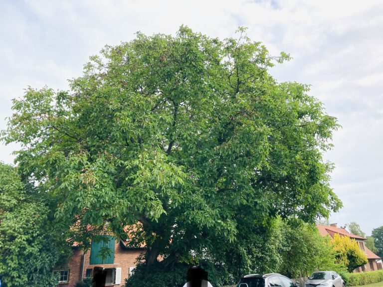 Walnussbaum vorher