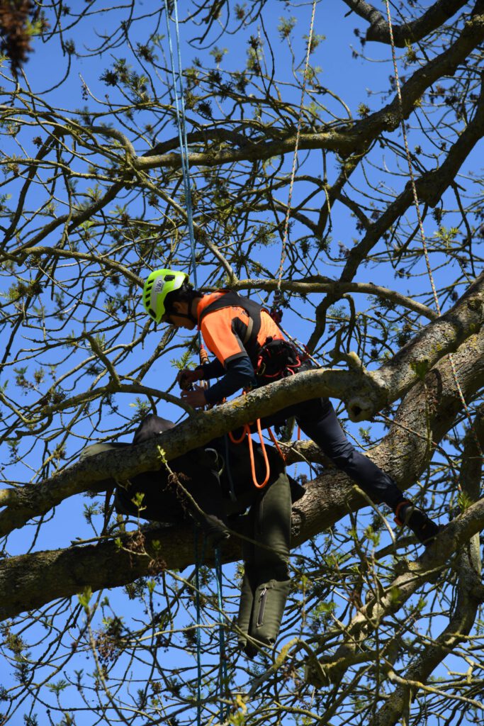 Baumklettterin rettet hilflose Person im Baum